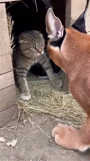 حارس صغير… فهل كان الموقف أكبر منه؟