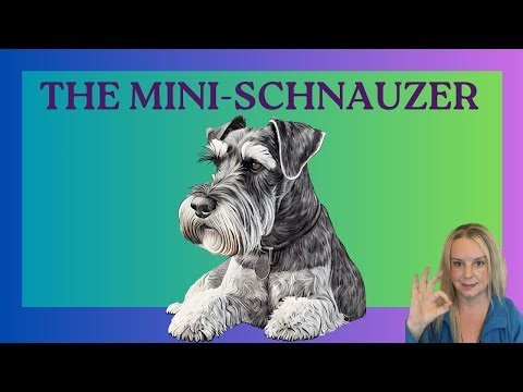 The Mini-Schnauzer is MIGHTY Awesome