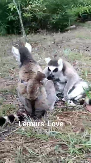 Maternité fraternelle au Lemurs'Park. Lemur Catta #lemurspark #ecotourismdestination #mignon #Antananarivo #Madagascar Lemurs'Park | Lemurs'Park