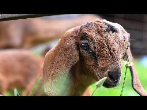 Goats - Champions at Clearing Brush from Native Grasslands