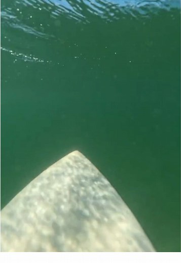 Longboarding Surfing Techniques for the Perfect Wave