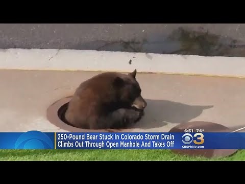 Bear Stuck In Storm Drain Runs Off After Manhole Cover Is Lifted