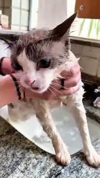 When You Try to Bathe a Cat 😂 | Ultimate Drama Queen 🐾