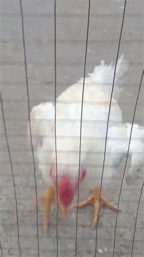 Shamu fighting with me 😵‍💫🐔