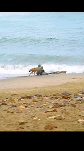 1M views · 10K reactions | Amazing Animal #animals #animalsattack #hunting #wildlife #wildlifephotography #animalswildlife #life #Wildlife #43 | Guru | Facebook