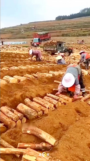 155K views · 591 reactions | The STRANGEST way of getting rich using this farm strategy樂 | Asare Obed | Facebook