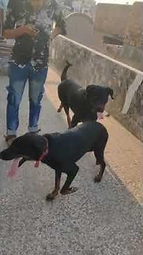 Gaint Rottweiler vs Doberman x rott mating