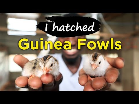I Finally Hatched GUINEA FOWLS on the Farm