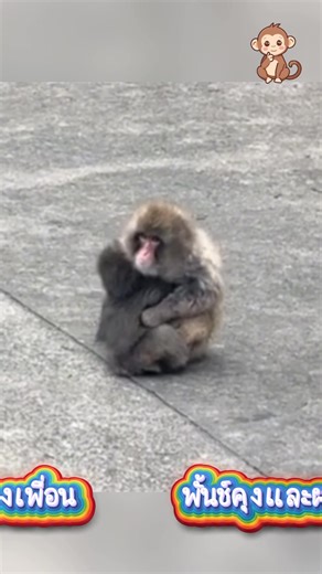 ตามไปส่องลูกที่โรงเรียน อ่ะเค...ลูกกูมีผองเพื่อนละ😂 ไม่ต้องยกพวกลิงลพบุรีไปละนะ 5555 #พั้นช์คุง | เจ๊มอย108 V1