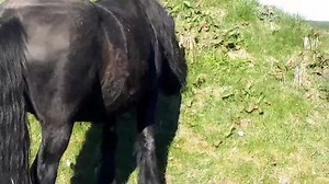18K views · 4.4K reactions | Beautiful pregnant ladies, enjoying trimming the grass on the bankings of the school today  | Friesians Scotland | Facebook