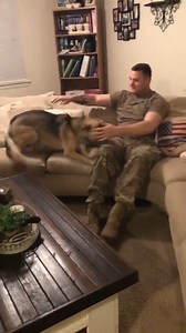 German Shepards give the best homecomings! 🥰🐕💕 #GermanSheperdDay | The Pet Collective