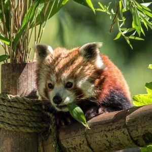 Happy International Red Panda Day! 😍 Our waddling little shaggy-tailed friends are dwindling in numbers around the 🌏 so keep building awareness! Support the Red Panda Network! #IRPD2018 #SaveTheRedPanda Here’s a short compilation of Tao Tao and Chesnut, we hope you enjoy ❤️ | Blackpool Zoo