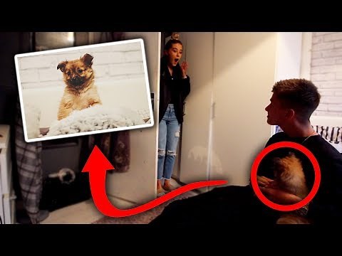 SURPRISING MY GIRLFRIEND WITH A NEW PUPPY!!!
