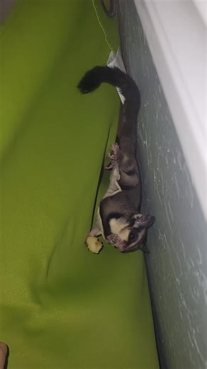 Sugar glider or monkey? 🍌 🐒 #trending #viral #fyp #animallover #pets