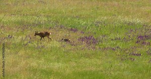 Mother deer and fawn run through meadow full of wild sage and other wildflowers