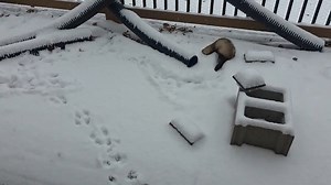Baby ferrets enjoy their first snowfall in Perry, Kansas, USA