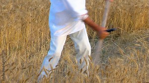 Peasant reaping wheat with a scythe