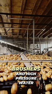 3.6K views · 19 reactions | 200,000 Pounds of Potatoes Every Hour! #farming #agriculture #trucking #bulk | Bulk Loads | Facebook