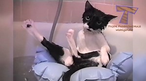 56K views | CATS will make you LAUGH YOUR HEAD OFF - Funny CAT compilation | Don't be angry, Just chill guys :-P | Facebook