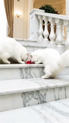 Game start #shorts #youtubeshorts #shortsfeed #cat #catvideos #cat game #cat play