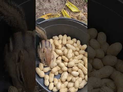 Cute Chipmunks Enjoying Peanuts on a Cold Day! #cute