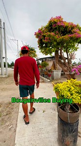 150K views · 4.6K reactions | Samahan nyo akong bumili ng Bougainvillea.. #bougainvillea #Flowering #fbreels2024 #highlights #followersreels #everyoneactive #StarSender | Ed Cel | Facebook