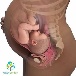 895 reactions · 219 shares | Learn what your baby looks like week-by-week with fetal development images! | BabyCenter | Facebook