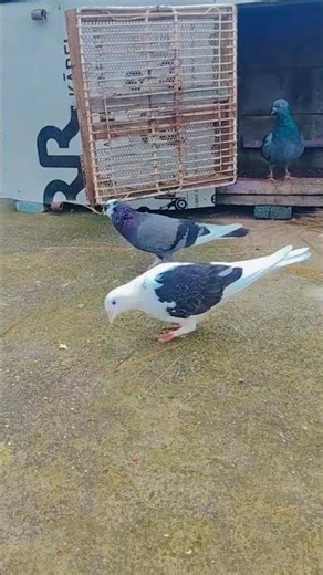 pigeon nesting 🪹#pigeon #shorts