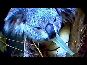 Koala eating eucalyptus leaves