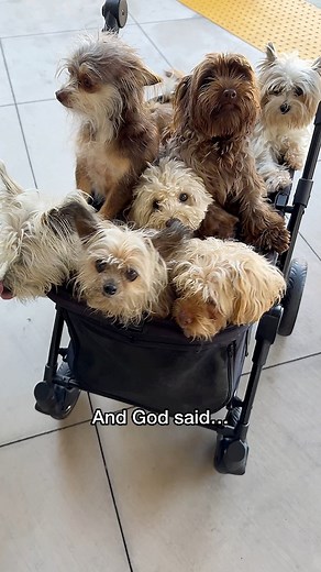 860K views · 42K reactions | And god said…. “I will send them without wings so no one suspects they are angels “ | The Unstoppable Dogs | Facebook