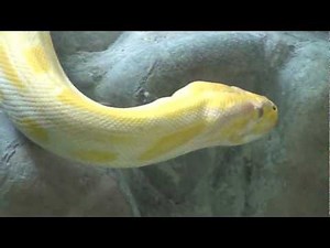 버마왕뱀 ( Burmese Python )