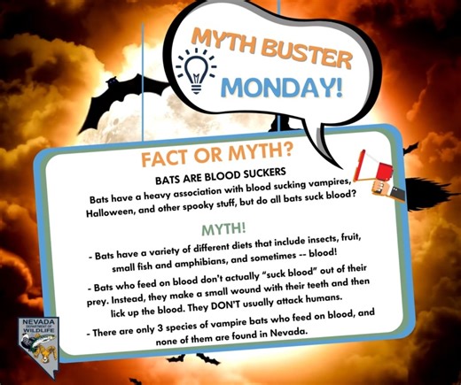 What's a baby bat's favorite food? ... Alpha-bat soup! Just kidding - bats have a wide-ranging diet, but canned soup doesn't make the list. Let's celebrate the start of #BatWeek with another #Mythbuster Monday! #mythbusters #nevadawildlife #wildlife | Nevada Department of Wildlife