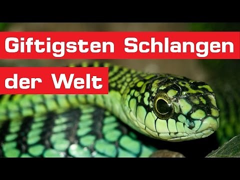 Die 15 giftigsten Schlangen der Welt