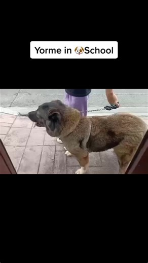 Thank you Carlo Angelo Gomez of CG Dog Training #yorme #ovcharka #fyp #tiktokph #doglover