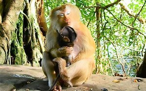 7K views · 198 reactions | Poor lonely pigtail monkey Bella amusingly feel really happiness hugs baby Blaze wit love | Animals JoJo Family | Facebook
