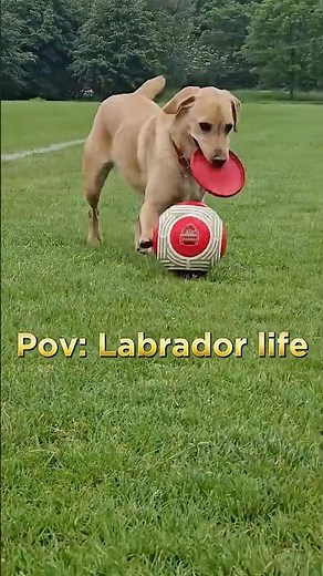 Funny labrador #dogs #labrador #funnyvideo