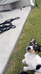 37 reactions · 7 comments | Cardinals and Raven are looking for their forever home! Rat terrier mixes  See more information and apply online at www.Adoptionfirstanimalrescue.com | Adoption First Animal Rescue | Facebook