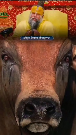 Jai Gau Mata Ki 🙏🚩 Donate Link in Bio | Mvs Foundation Trust