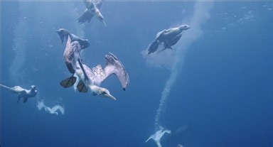 Rising seawater temperatures in South Africa threaten world's largest fish migration