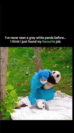 I've never seen a grey white panda before...I think | just found my favourite job. ☺️