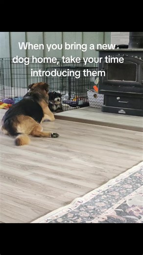 Introducing a New Dog: Tips for a Safe Transition