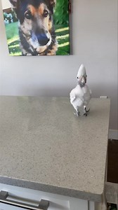 Just plain old dancing Coco #cuteanimals #pets | Lucky Lou and Coco Too