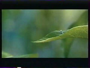 1001 Pattes - VHS Trailer