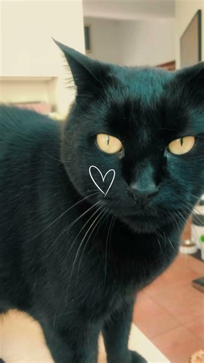 Lulu #elopage #danslabulledecali #blackcat #foryou #cat #pourtoi #kitten #cute #cutecat #viralcat