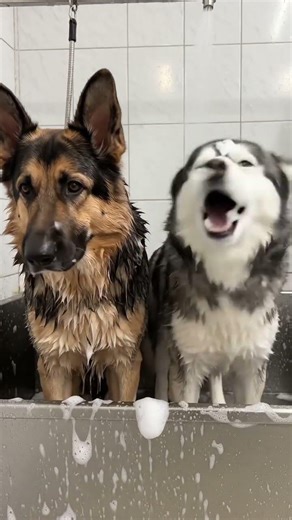 german shepherd and husky bathing #youtubeshorts