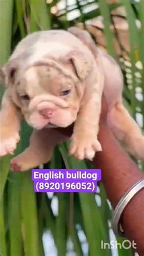 English bulldog male puppy for sale (8920196052) #viralvideo #like