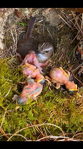 54K views · 287 reactions | #DidYouKnow #animals #documentary #fish #bird #insect #hunting #reel #seaworld #wildlife #ocean | The living world | Facebook