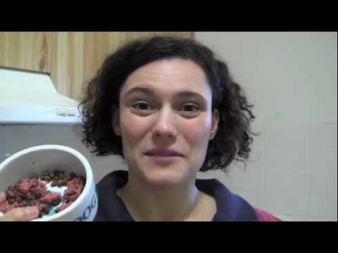 Teach ferrets to eat meat