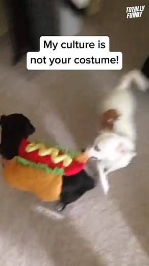 These hot dogs have beef! 🤣 #totallyfunnyanimals #dogs | Totally Funny Animals