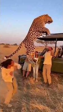 They were standing outside the car…Then a leopard charged 😨🐆